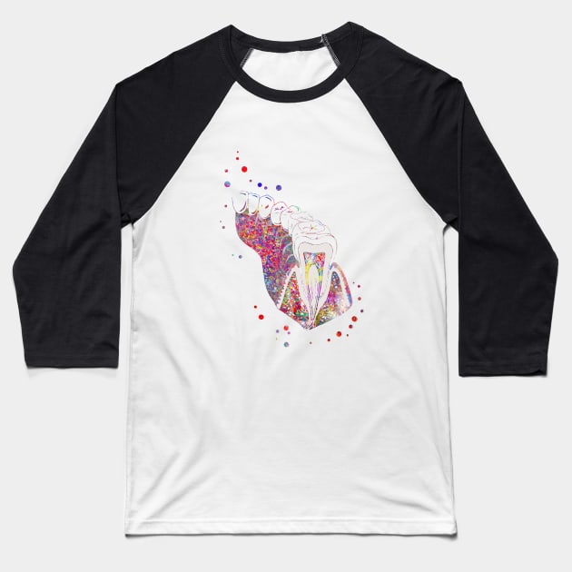 Molar tooth section Baseball T-Shirt by RosaliArt